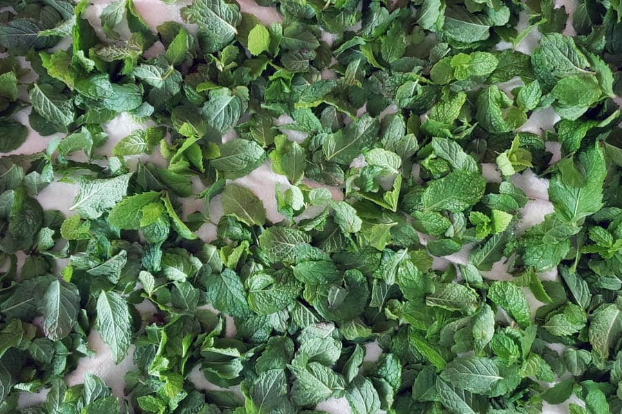 Fresh Herbs drying on white towel