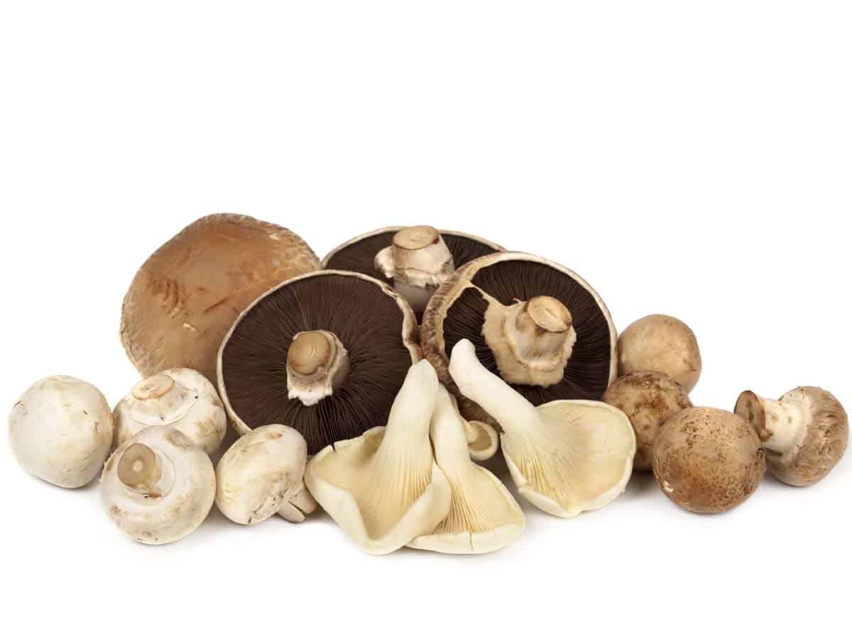 Mushroom varieties over white background. Includes portobello, oyster, button and brown.