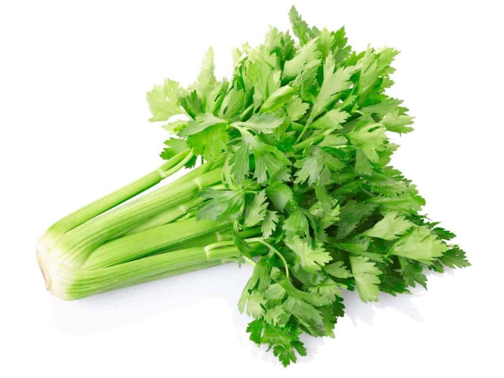 Celery on a white background.