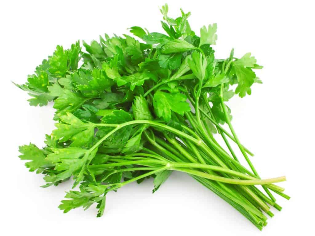 Fresh green cilantro isolated on white background, food ingredient.